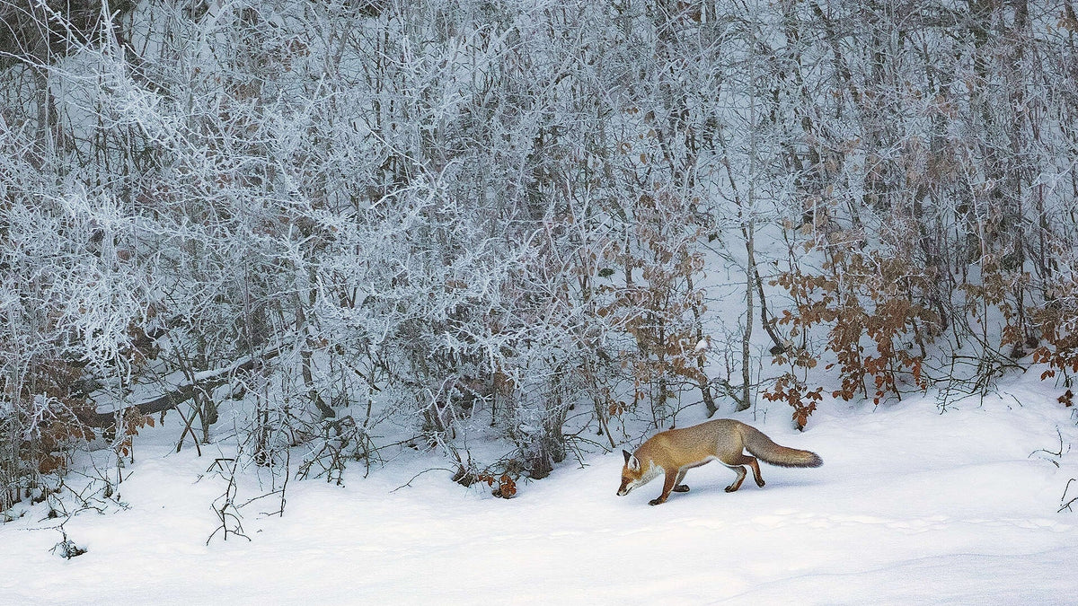 Renard roux traversant la neige sous des arbres givrés