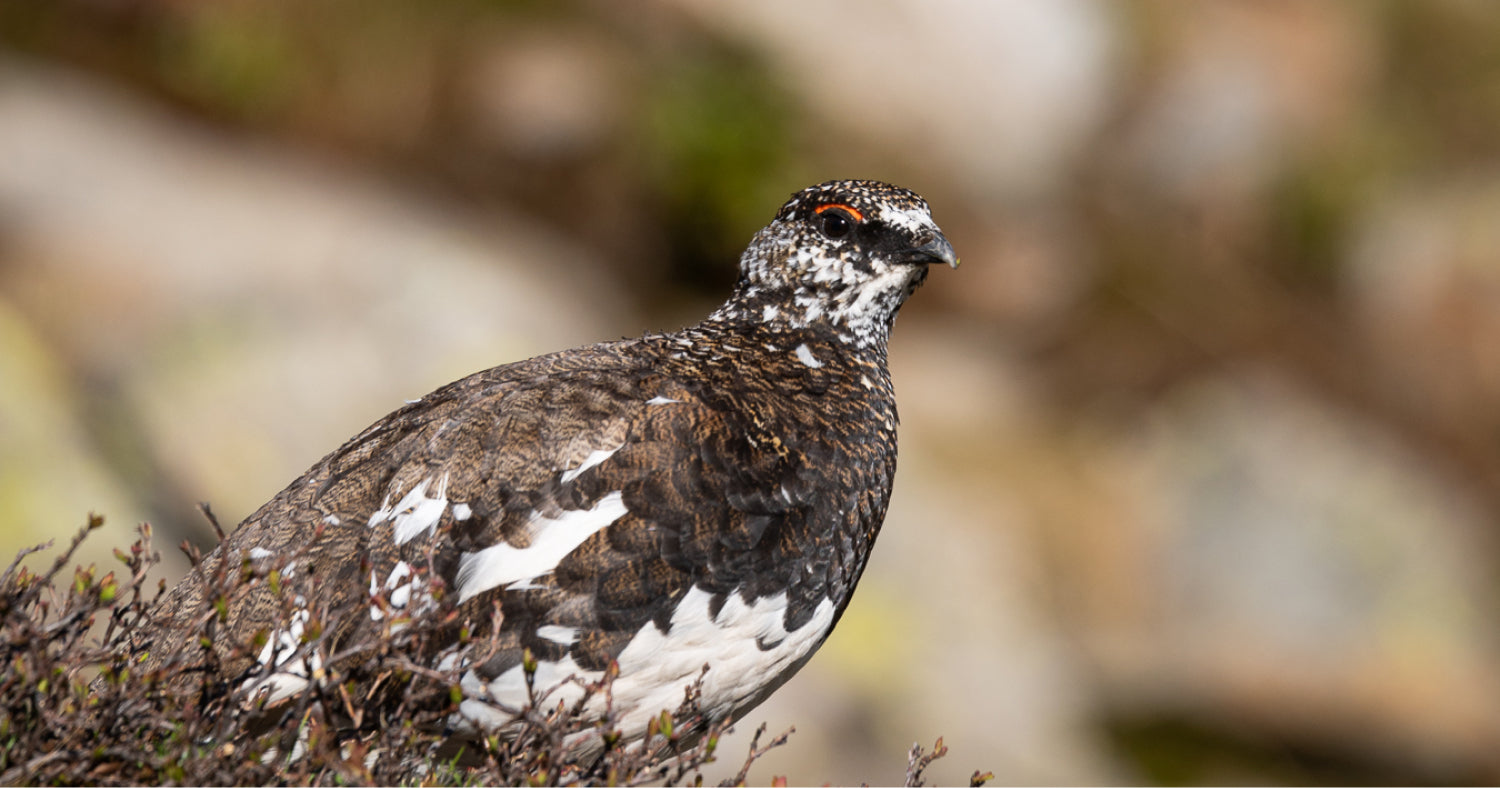 Lagopède alpin en plumage blanc sur neige, espèce désormais protégée en France depuis septembre 2026
