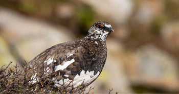 Lagopède alpin en plumage blanc sur neige, espèce désormais protégée en France depuis septembre 2026