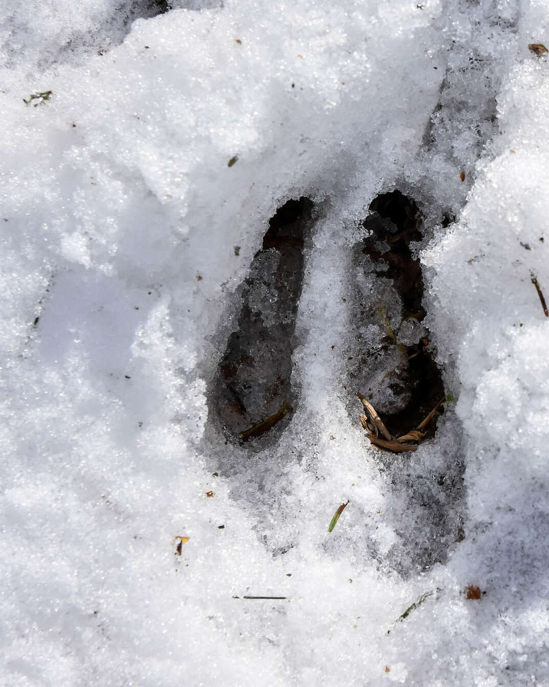 Empreinte de chamois nettement marquée dans la neige