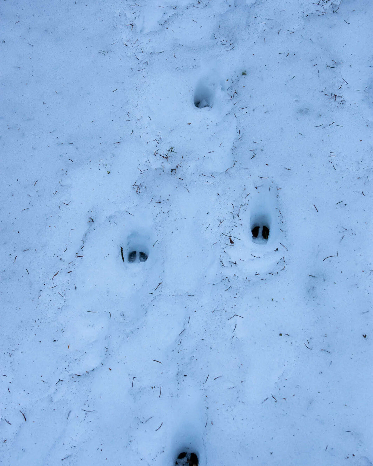 Piste d'empreintes de chevreuil dans la neige fraîche
